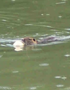 Una nutria fotografata nelle acque del fiume.